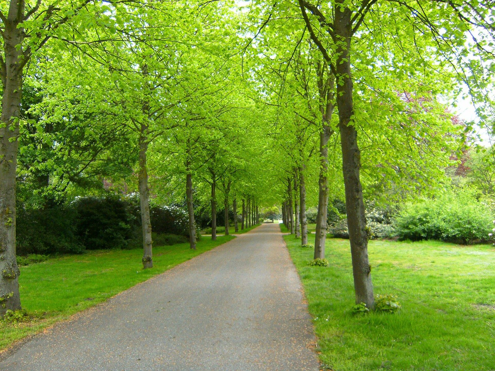 West-Ost-Allee im südlichen Friedhofsteil – Friedhof Finkenriek